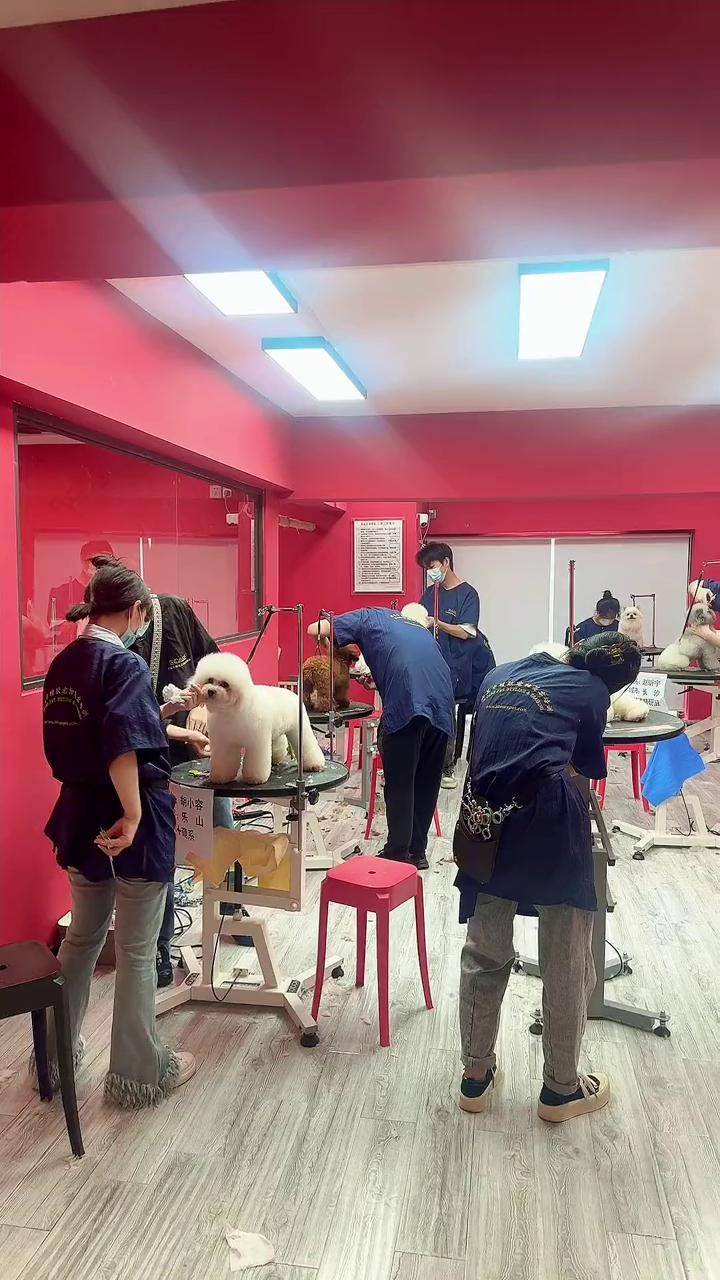宠物主食的新选择：猫粮狗粮行业动态