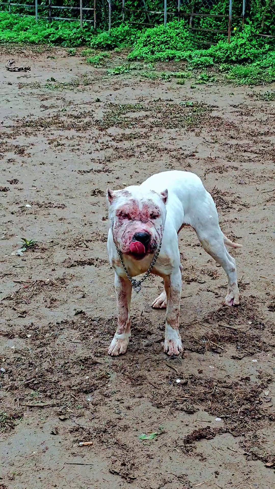 比特 看哪只更猛烈一些 狗王 比特精神 斗狗