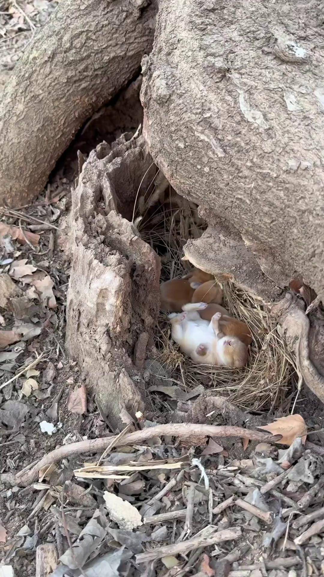 小兔子在树洞里呼呼睡大觉 萌宠出道计划 兔子 田园小萌宠