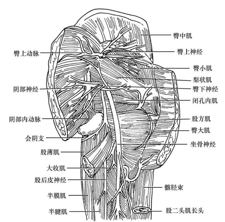 为什么人的屁股总是凉凉的？