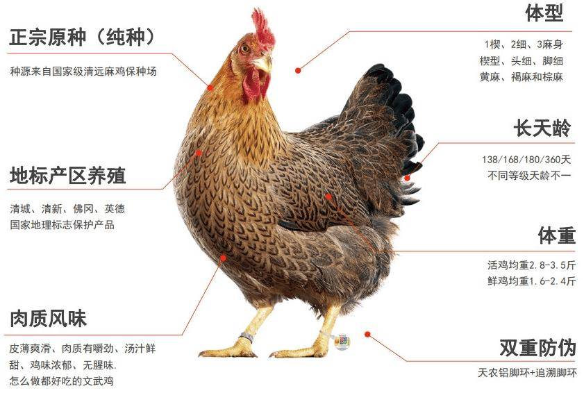 放养超138天的清远鸡，口感绝了！，阿球带来超划算清远鸡，速来！