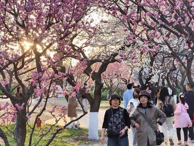 明城墙下梅花玉兰盛放，市民游客踏青赏花正当时