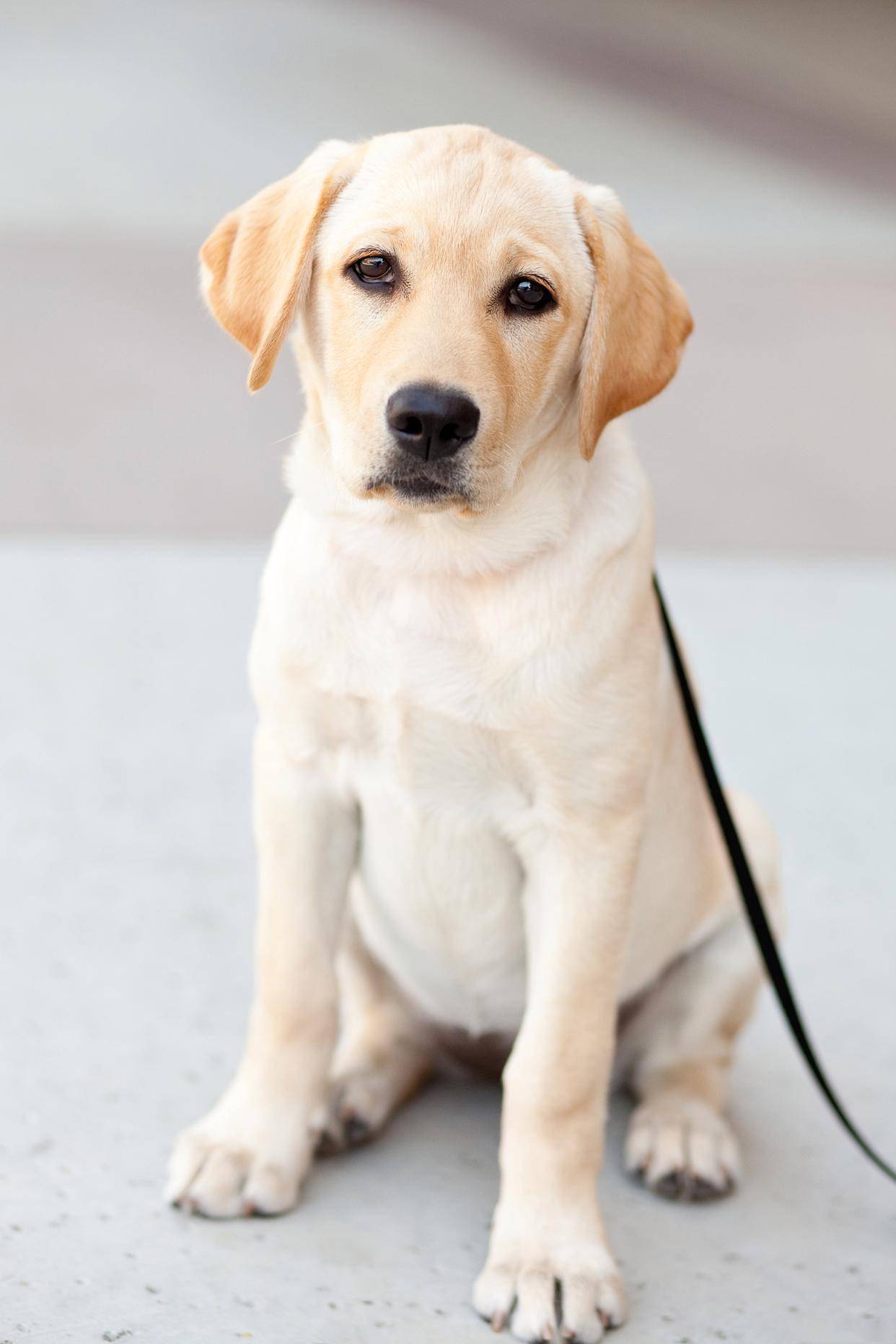 什么狗最好养又听话又干净