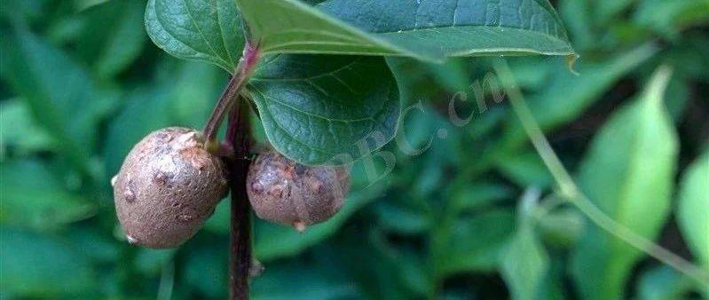 芽的另外一些分类_叶腋_植物_图片