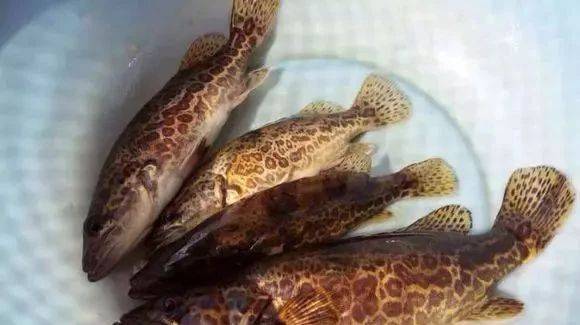 斑鳜栖居于清净水域,被誉为“淡水鱼之王”_路亚_鳜鱼_水面