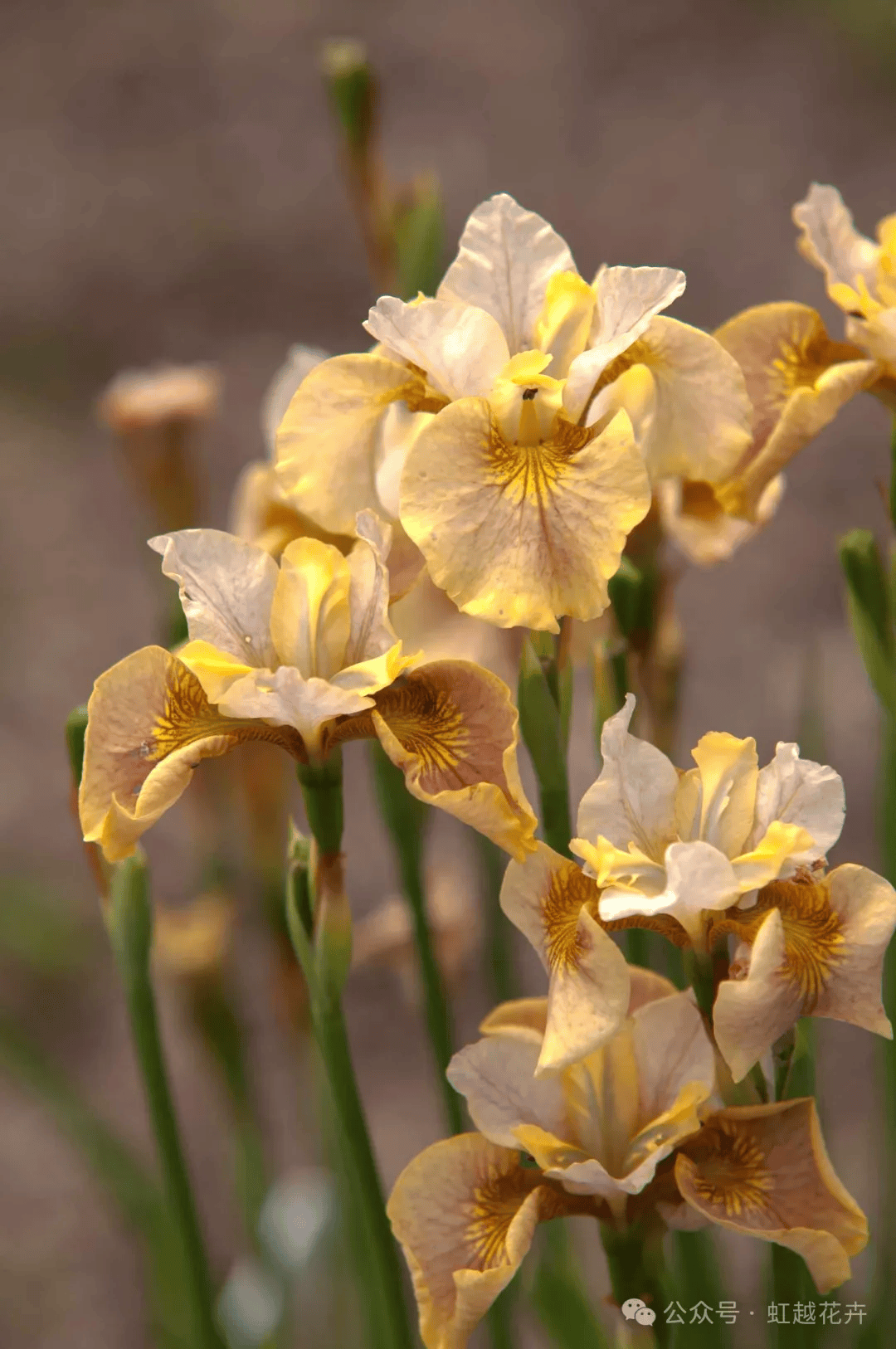 抗性强爱爆花!这种鸢尾不寻常,美若暮春初夏的彩虹