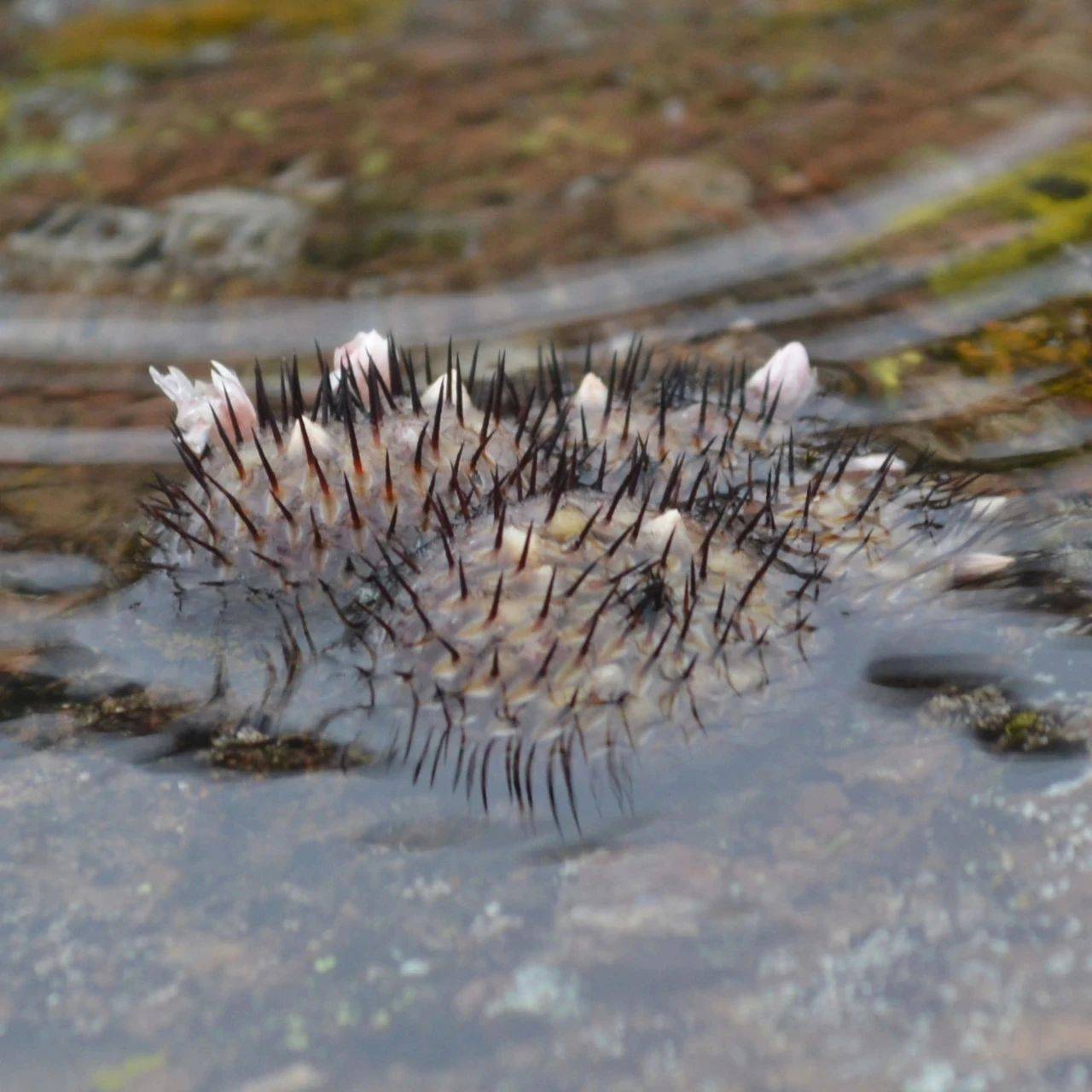原生直刺佩雷(mammillaria perezdelarosae ssp. andersoniana)欣赏