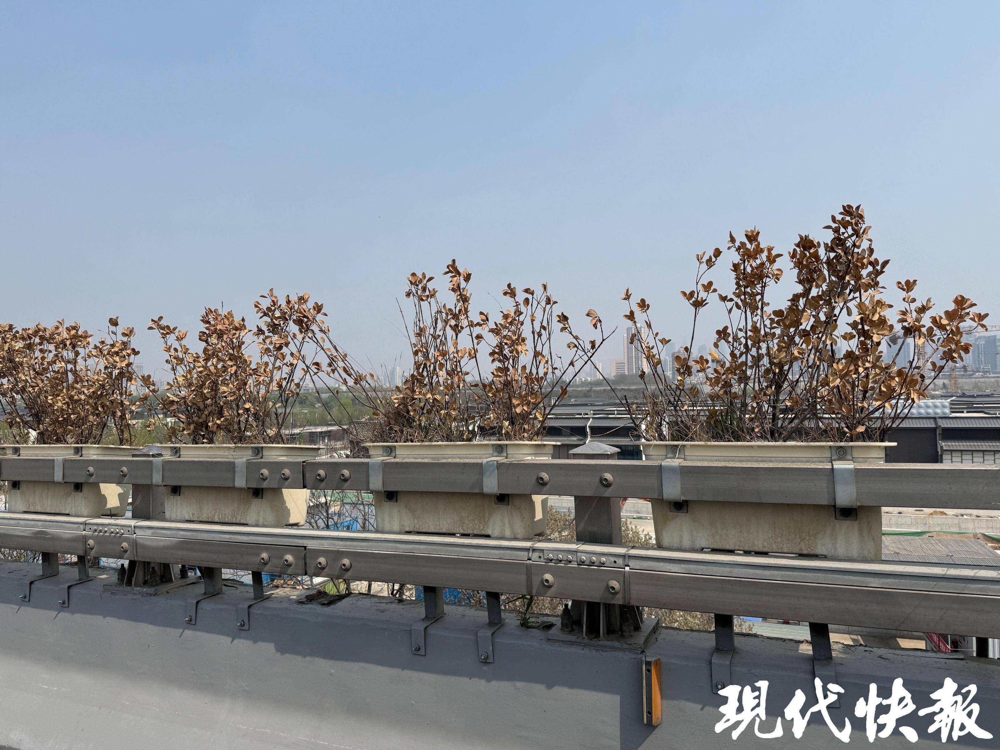 南京应天大街高架、赛虹桥立交部分绿植枯死，官方回应：将拆除
