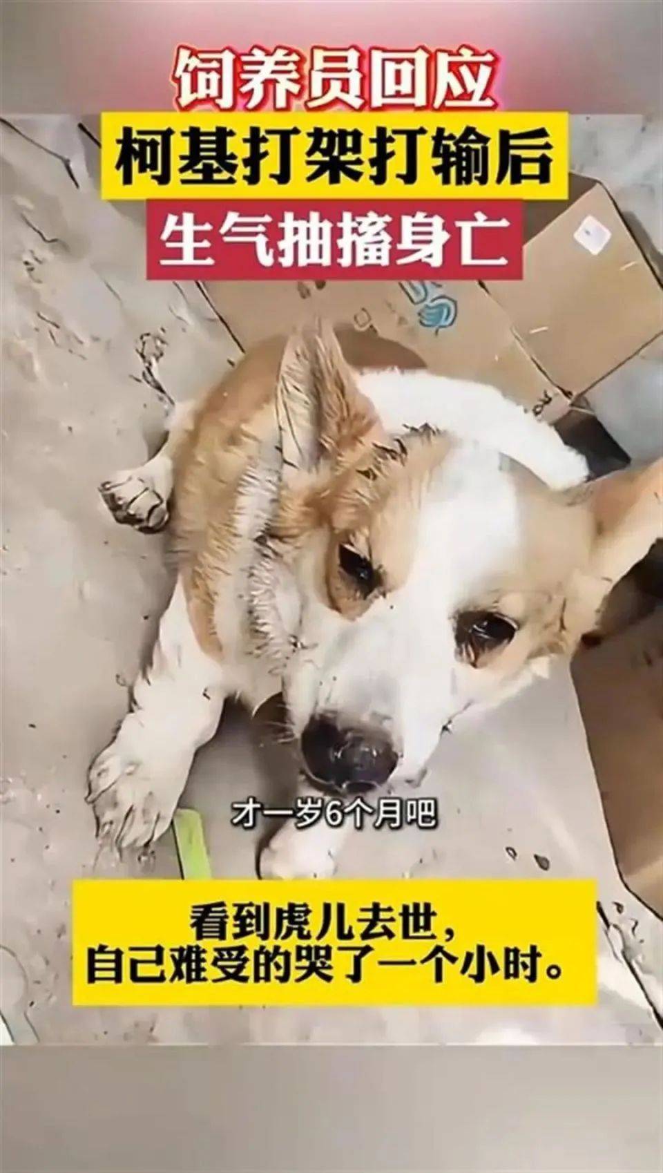 惊了！为了争母狗，鹤壁一柯基犬和其他狗打架，战败后竟气绝身亡！（柯基在狗中打架排行）