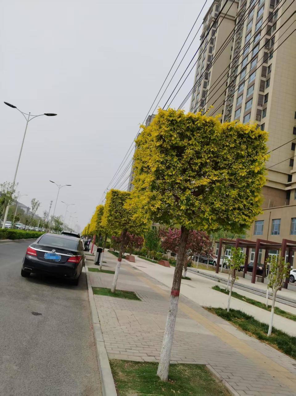 河北任丘一道路惊现"方形"绿化树木,当地回应