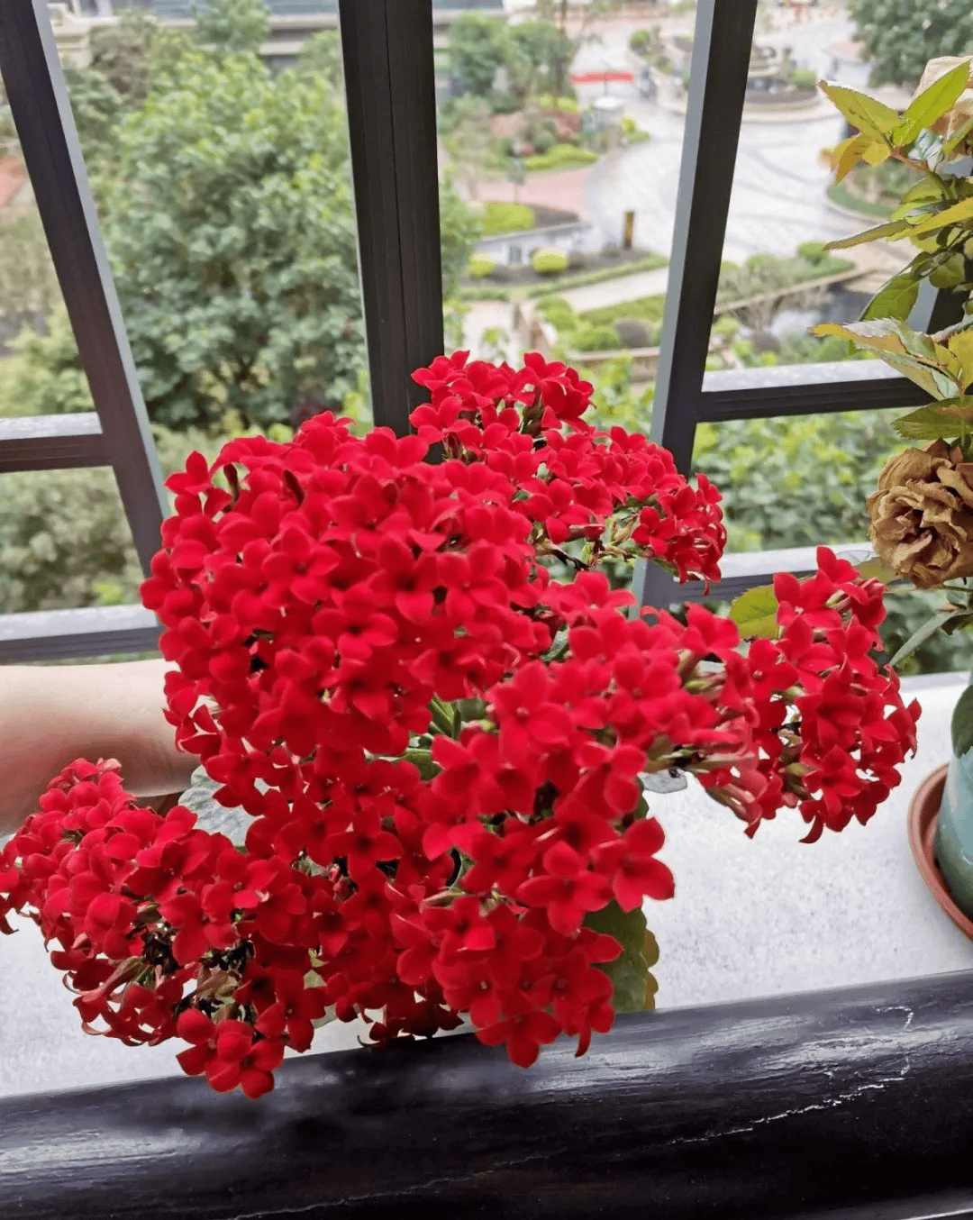 老年人喜欢养的4种花,重在养心,颜值也不差