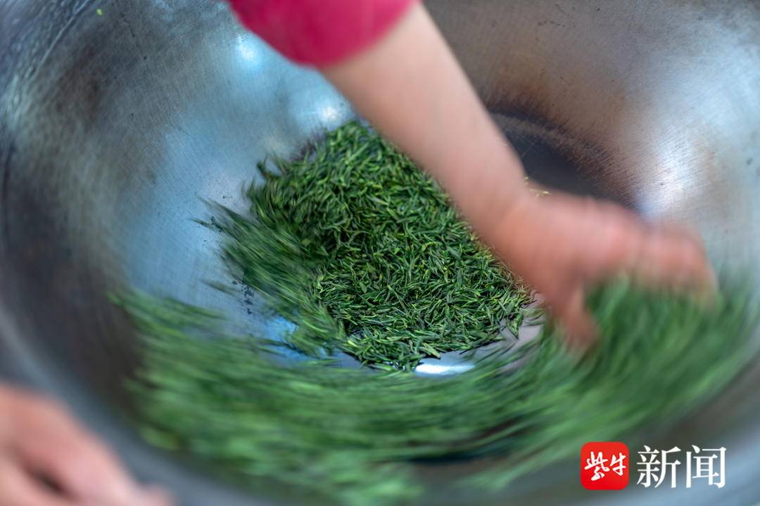南京炒茶人日薪四百元_九华村_春茶_茶叶