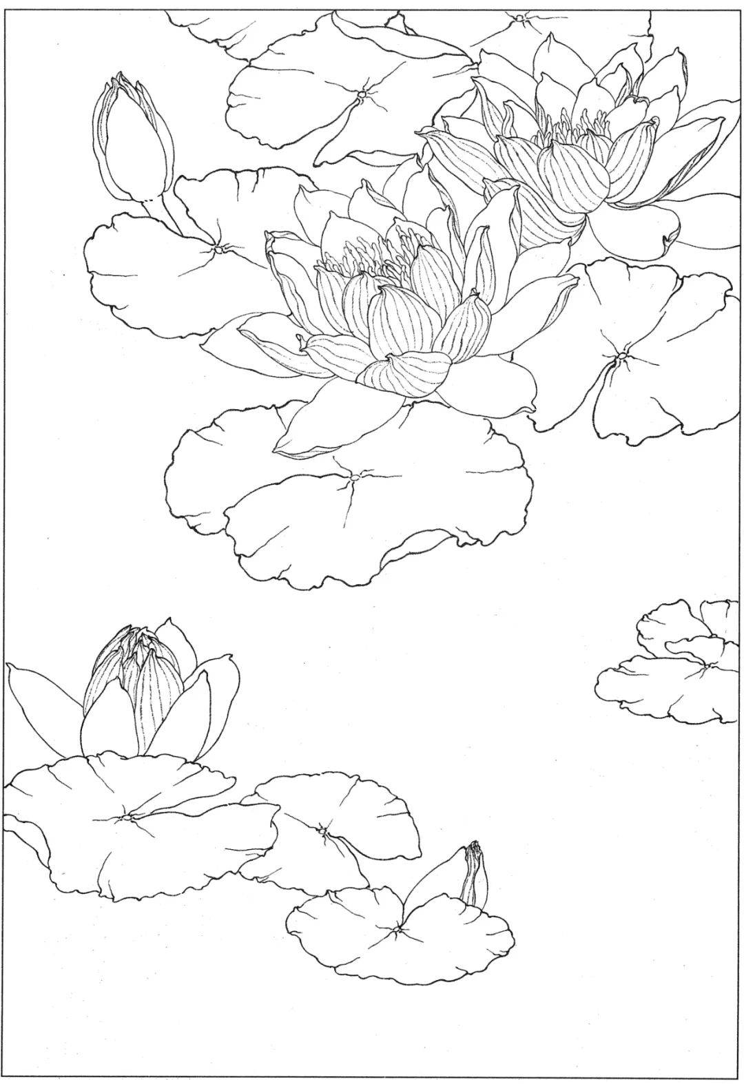 高清荷花白描底谢55图 请收藏