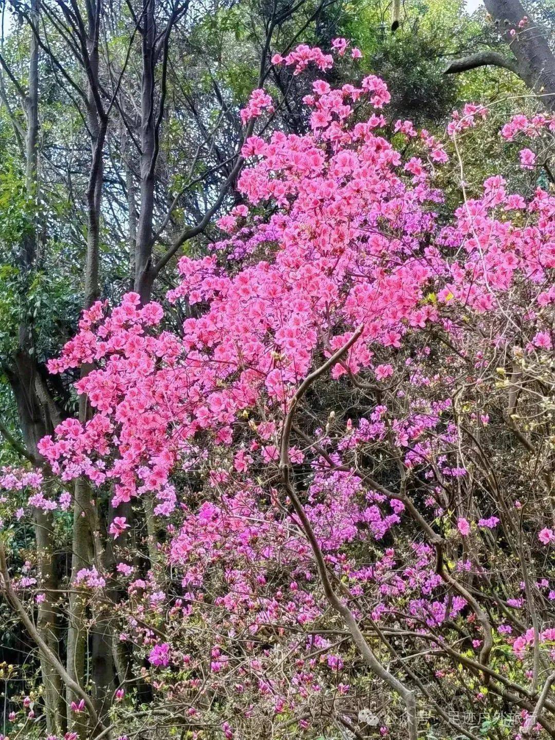 看杜鹃花开山花烂漫访三国千年古刹徒步五磊山活动
