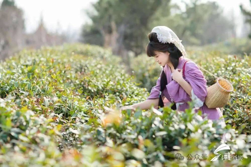 【乡村文化振兴】赏花采茶九游娱乐入口 来诸城遇见最美春天(图4)