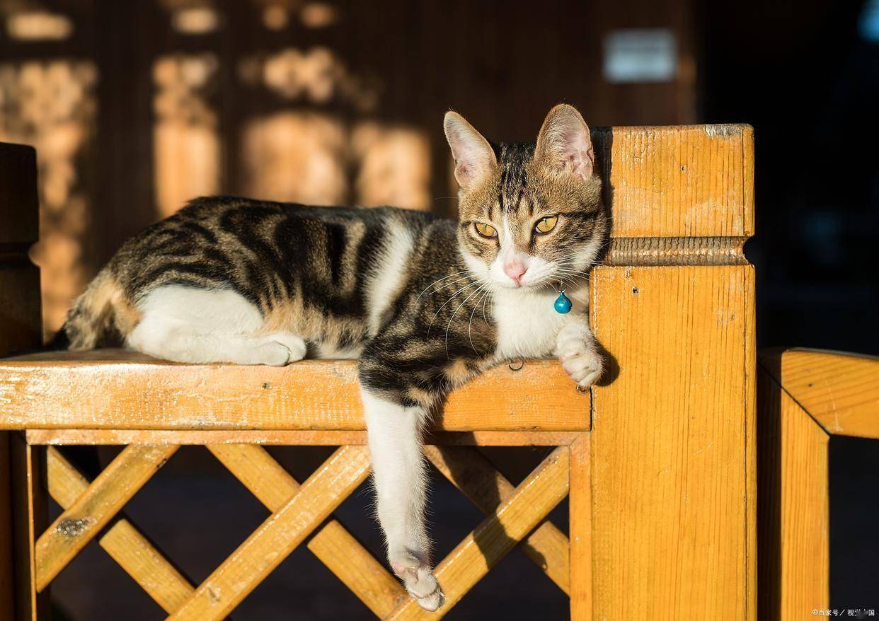 猫咪价格多少钱一只？附宠物猫咪价格表（猫咪一般多少钱一只）