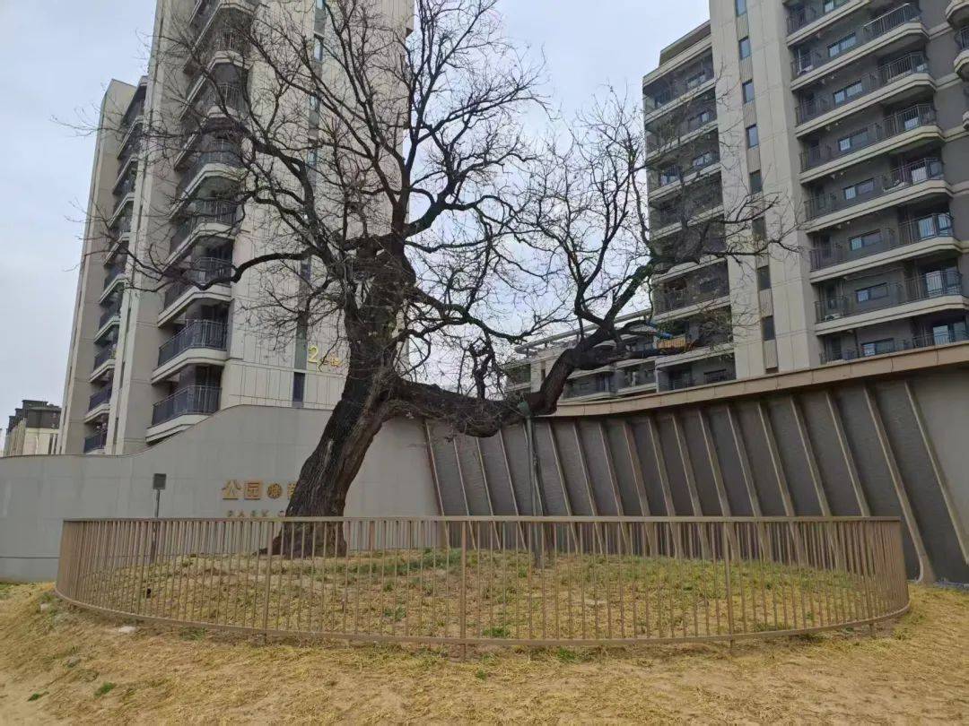 PG电子app区园林绿化局多措并举应对大风天气 全力保障古树名木安全(图2)