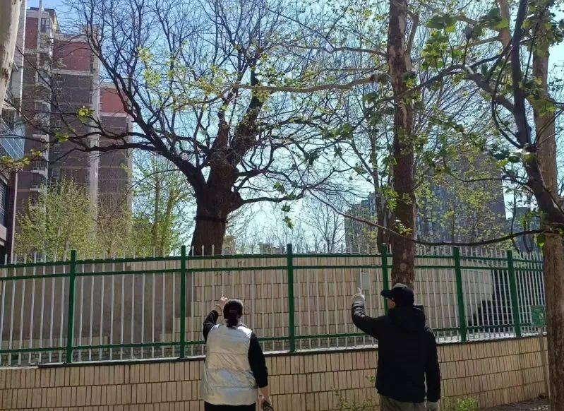 PG电子app区园林绿化局多措并举应对大风天气 全力保障古树名木安全(图1)