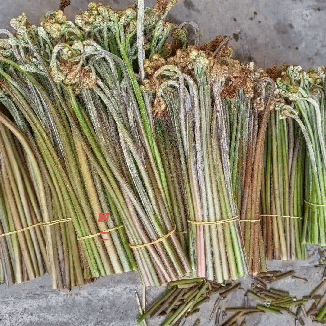一,收购时间野生蕨菜已陆续出芽,长势喜人,即将迎来采摘旺季
