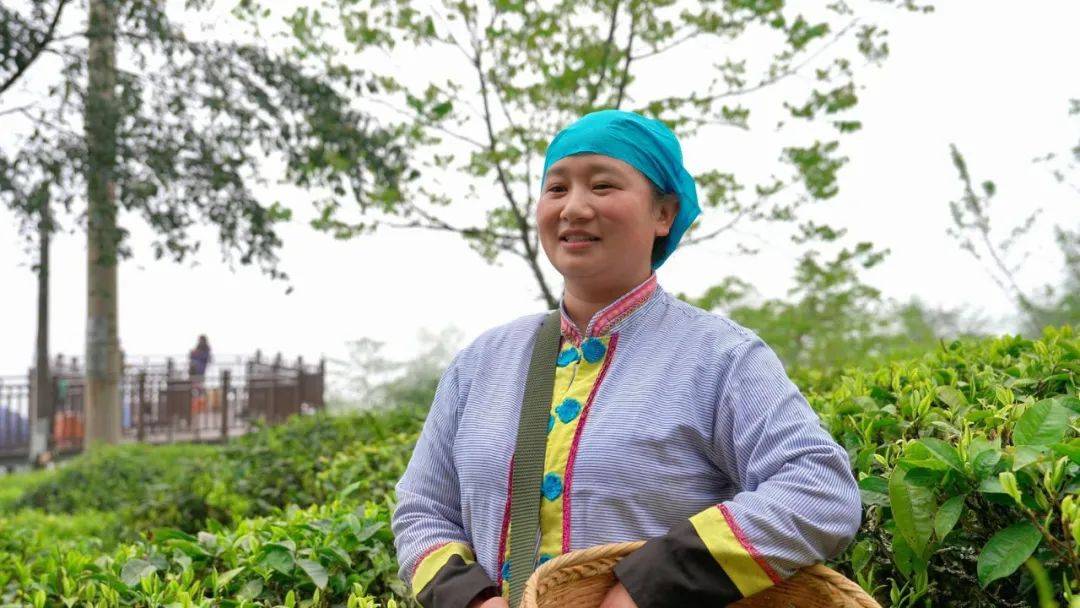 福贡：万亩春泛亚电竞下载茶采摘忙(图7)