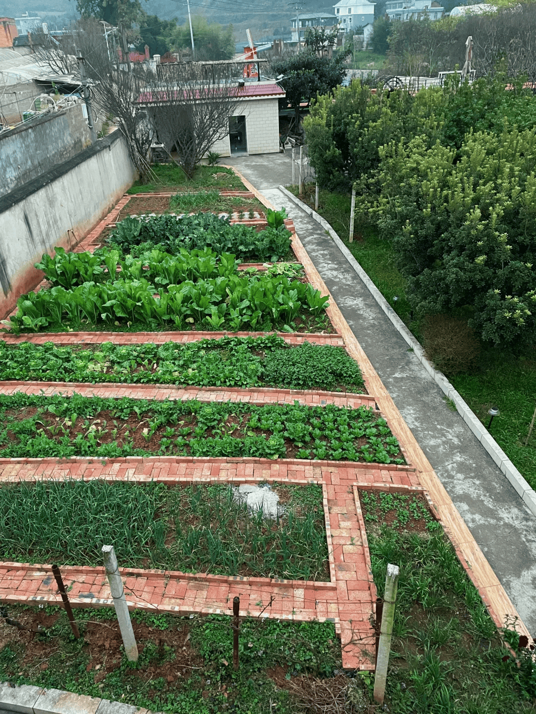 农村的菜园子城市的小院子哪个更让你心动