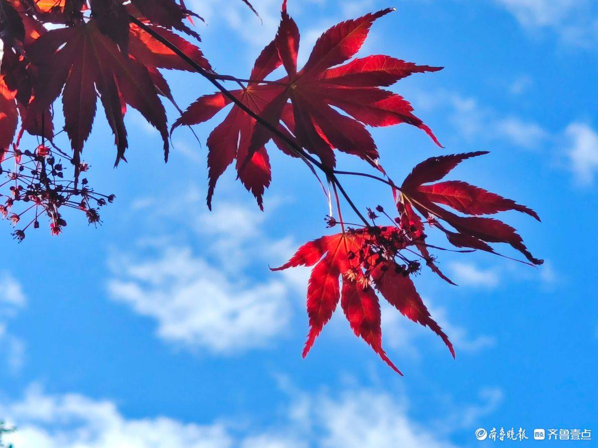 蓝天红枫,映照出绝美的画卷