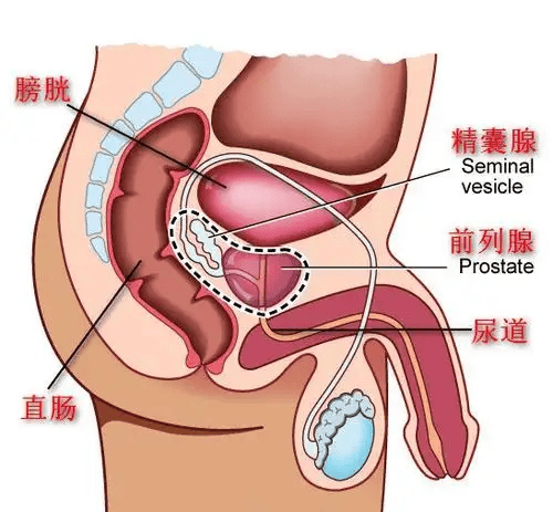 前列腺是男性特有的器官,位于盆腔内,包裹着膀胱出口处尿道,形似板栗