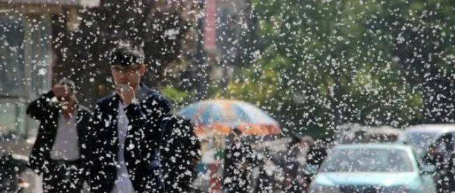 下雨又刮风!下周抚宁还有“大雪”!_柳絮_飞絮_预报