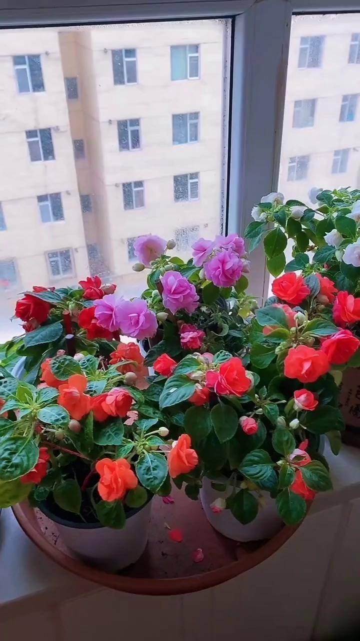 水梅花适宜的空气湿度最好保持在百分之五十左右花卉绿植