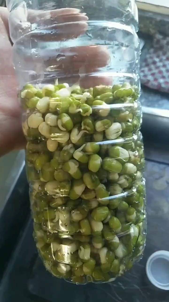 矿泉水瓶生豆芽第二天