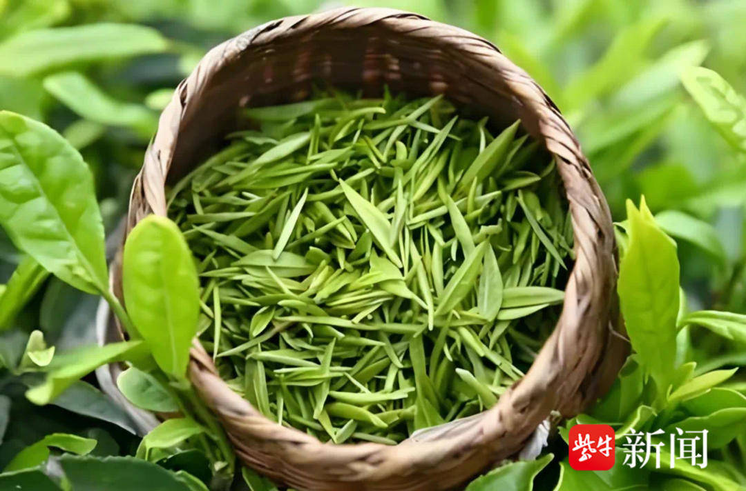 味美春茶品质为先 地理标志产品“绿杨春”带着“监管温度”上市 香飘更远更持久火星电竞登录(图2)