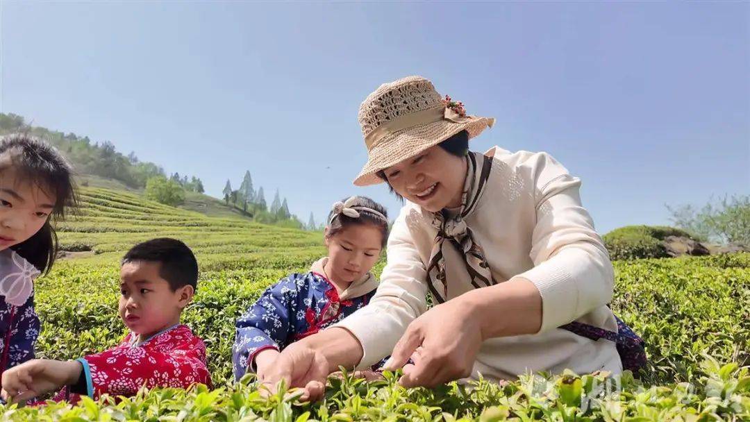 雷火竞技网址既卖茶叶也卖风景 保康20万亩茶园吐绿生金(图4)