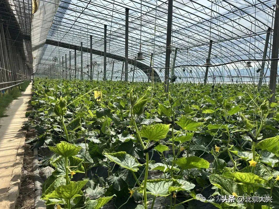 10大品牌蔬菜亮相大兴蔬菜产业上大分(图2)