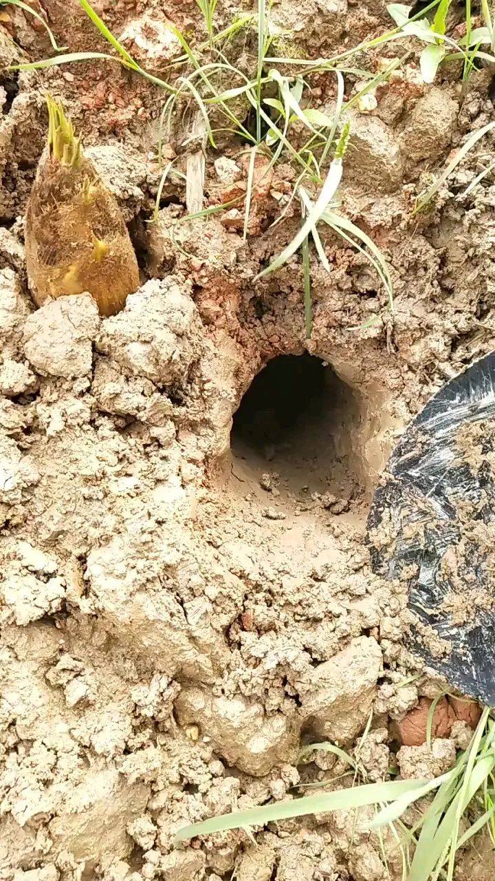 解读穿山甲的"地下城堡":荒野中的精密生物学设计