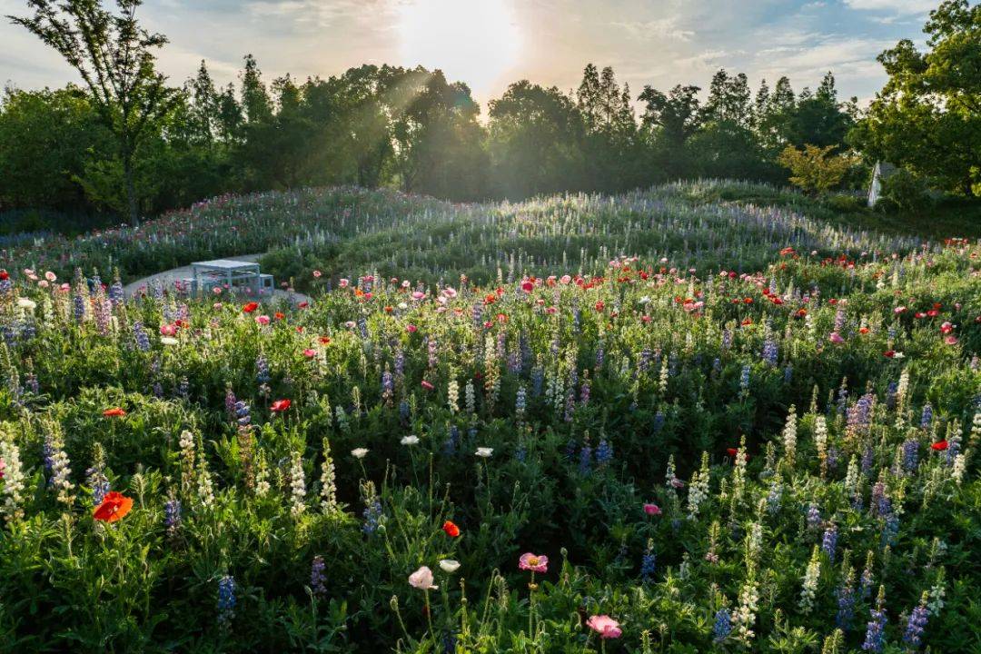 莫奈花园跃然沪上,这里的虞美人花海已经美成了油画壁纸