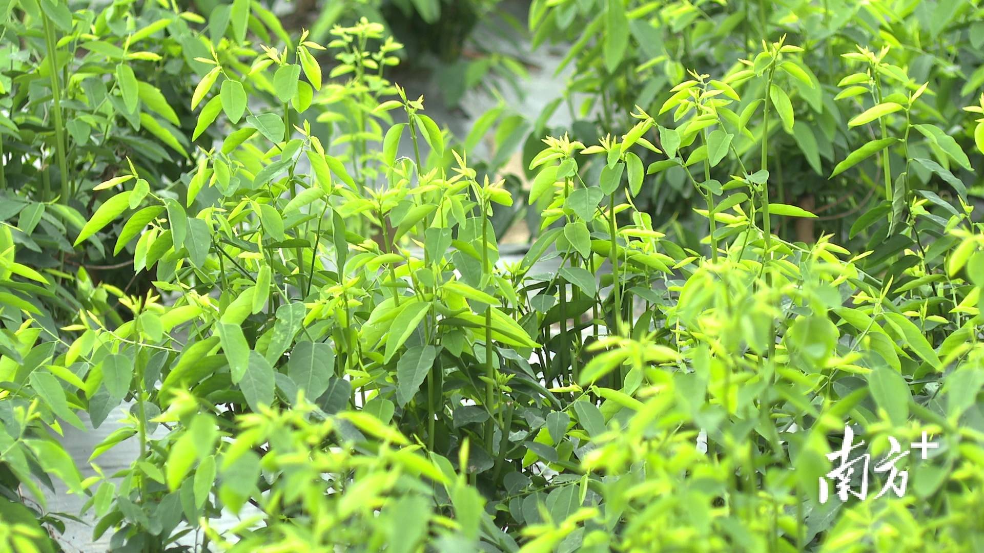 阳西天绿香争“鲜”上市_种植_程村镇_野菜
