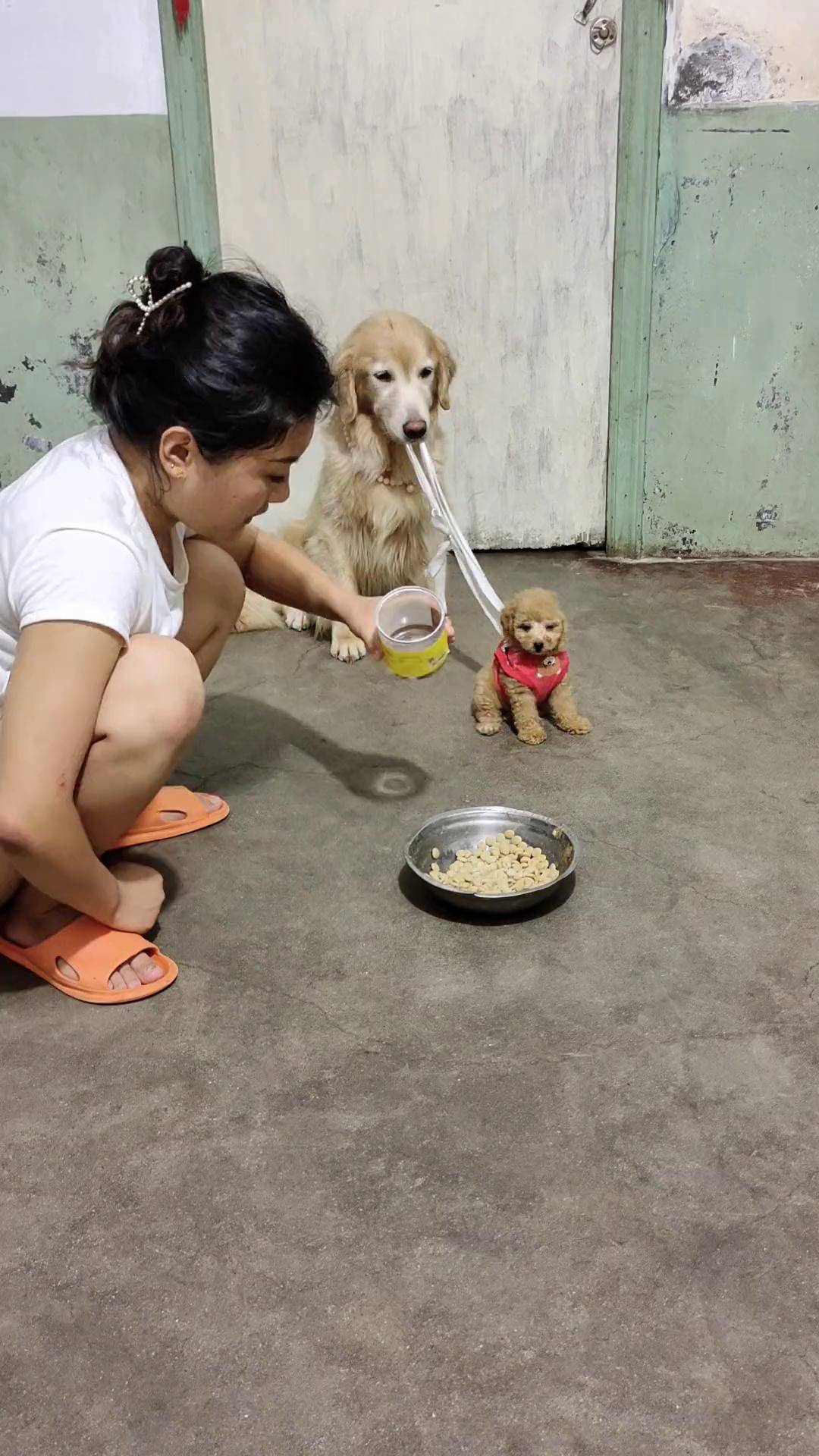 当主人喂小狗吃饭口误把粉末说成毒药大狗的反应绝了狗:你当我瞎啊当