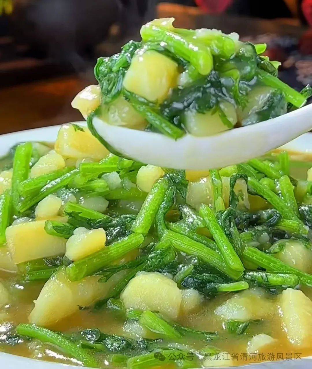 婆婆丁学名蒲公英是清河林区春日里常见的野菜