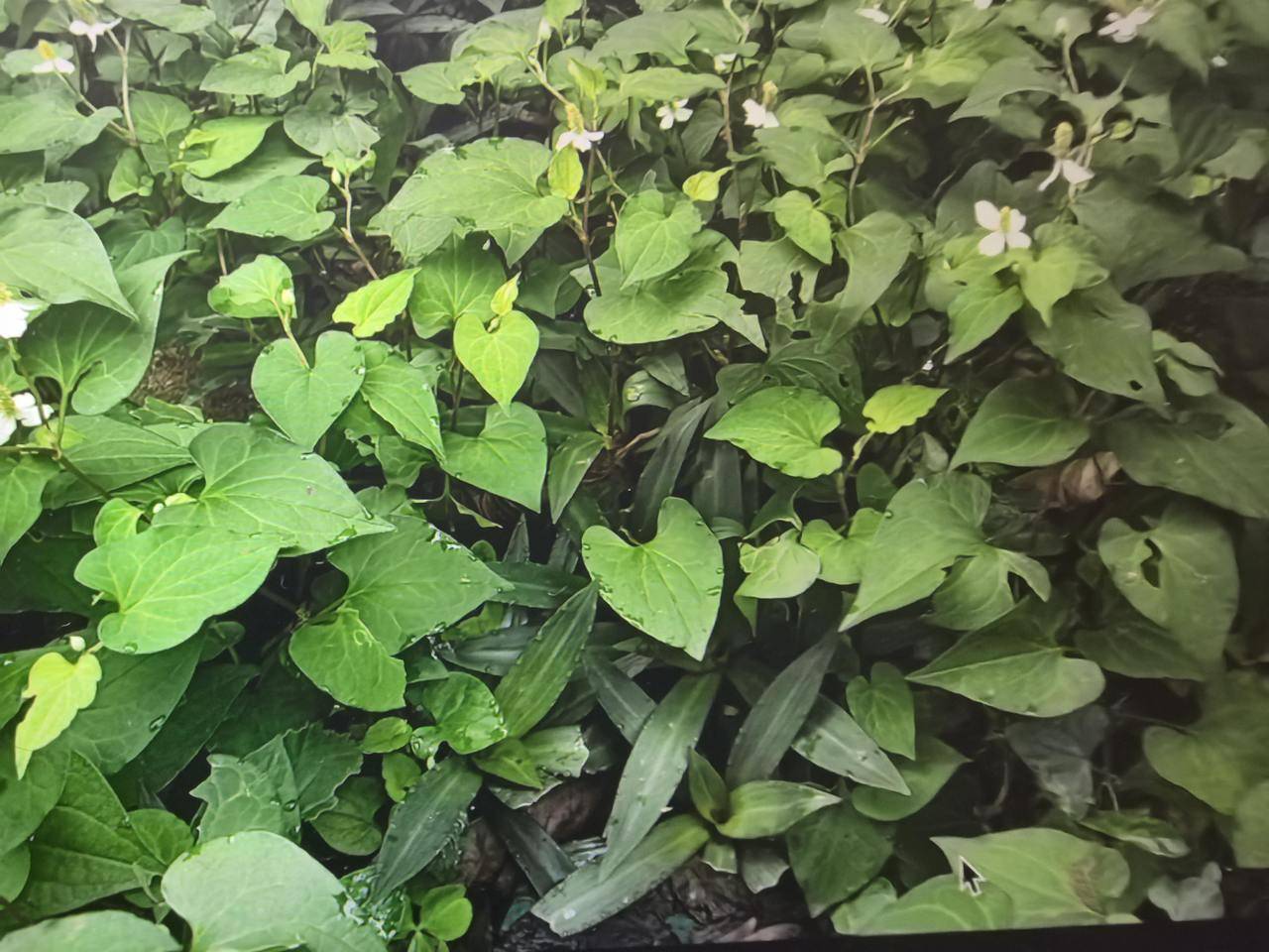 写点生活| 鱼腥草:臭乎?香乎?药乎?食乎?