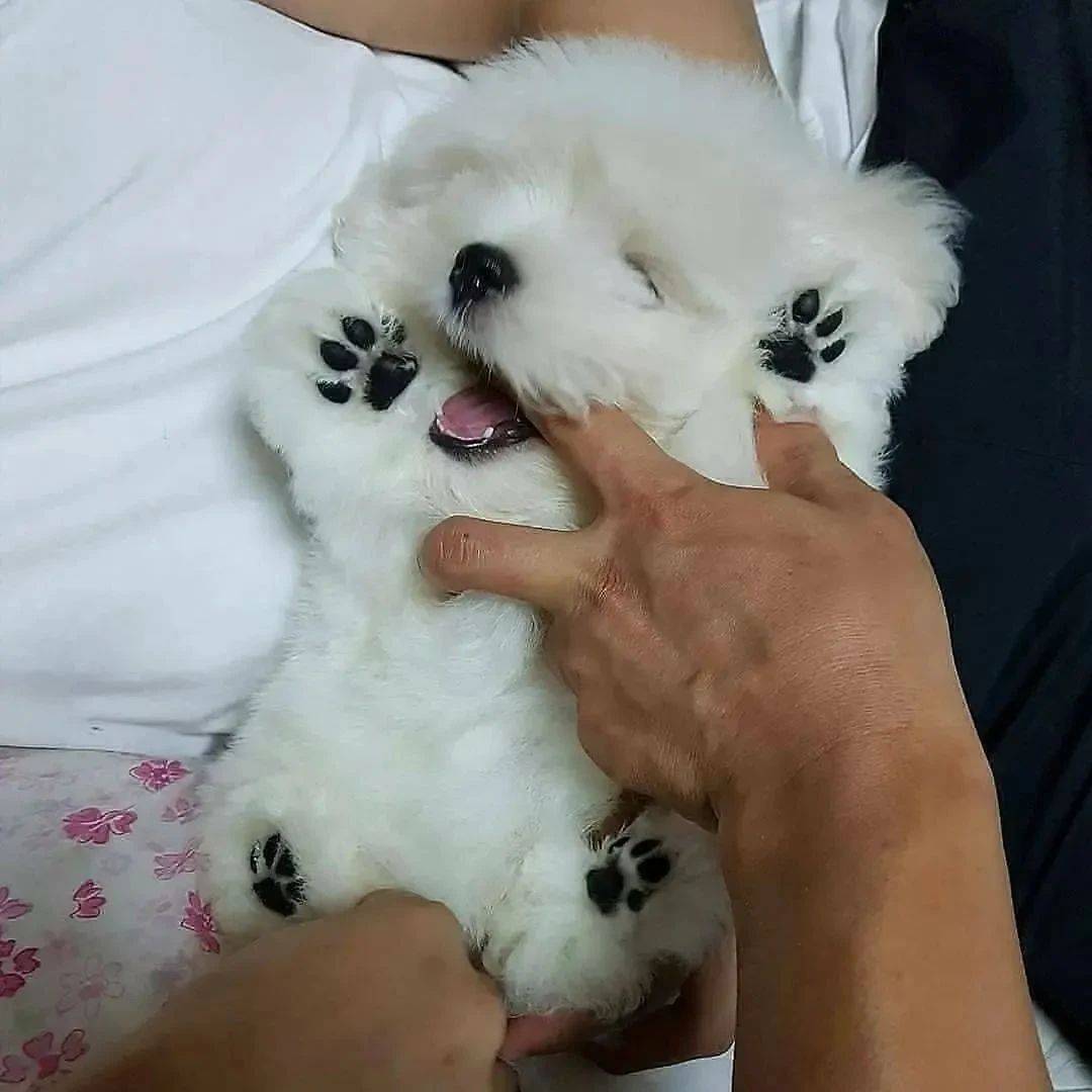 网友抱回家一只小狗勾,全家研究半天:这jiojio太可爱了吧!_小家伙_爸爸_狗狗