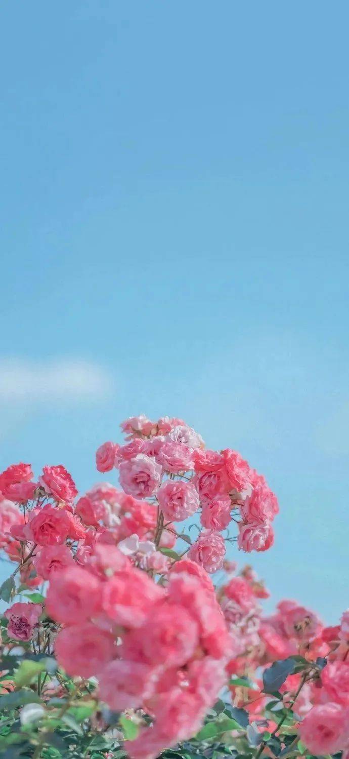 壁纸|爆好看的iphone壁纸