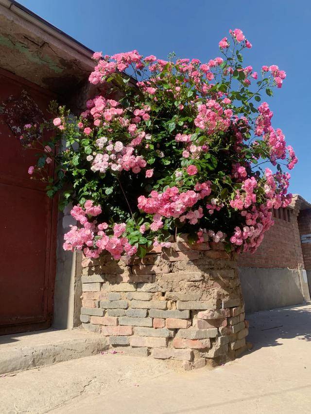 图片[16]-杭州真的很懂浪漫，因“蔷薇女孩”又火了，网友：好出片，种草了-华闻时空