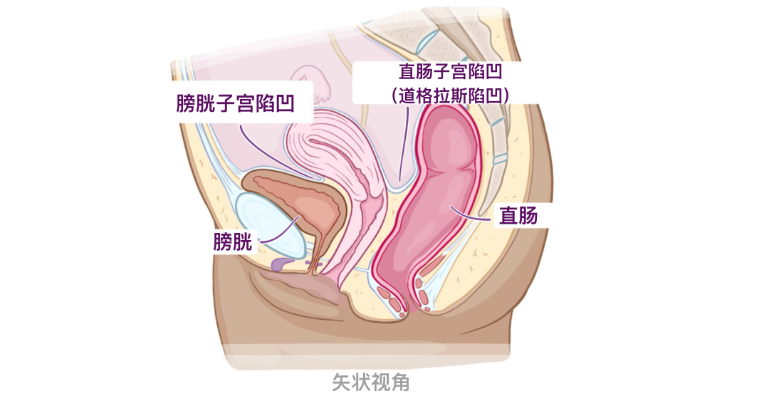 人体解剖学基础:女性生殖系统