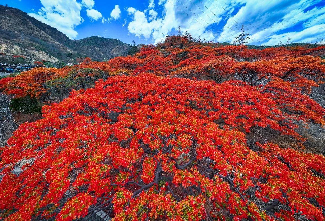 美翻了！四川最大规模凤凰树迎盛花期，攀枝花全城成“红色花海”_搜狐网