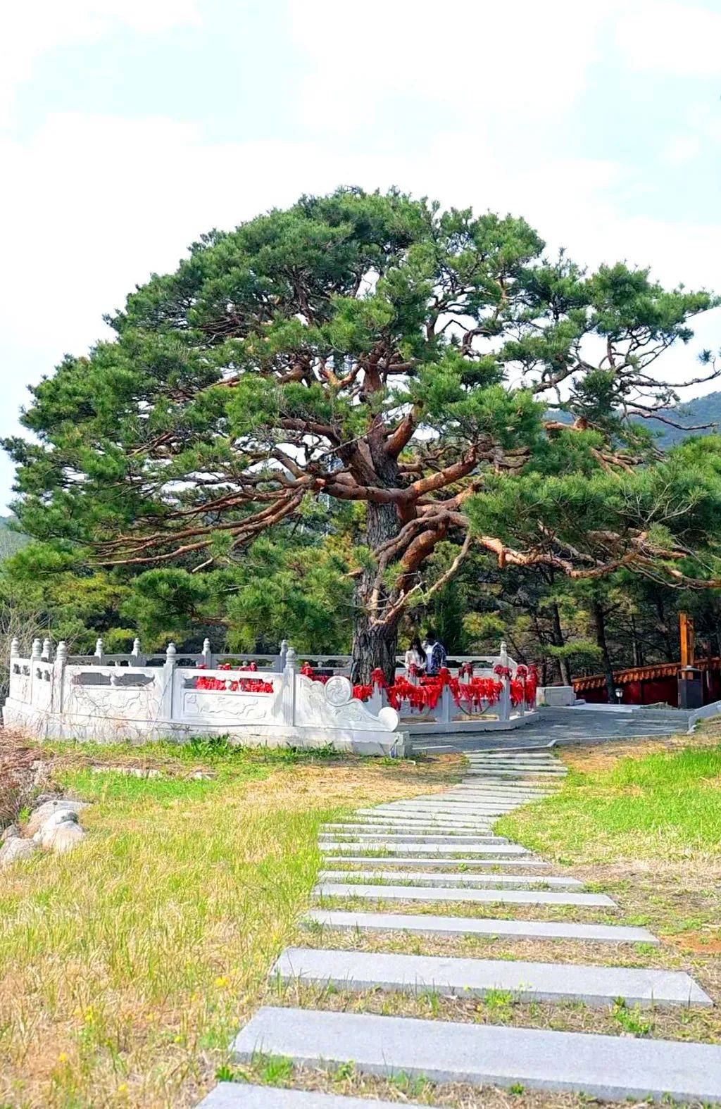 延吉三棵松:千年岁月沉淀 守护城市的根脉