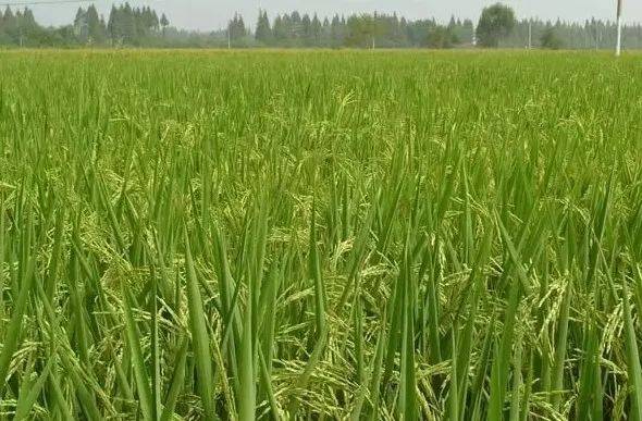 工信部选湖北美食唯一上榜的竟不是热干面PG电子下载(图2)