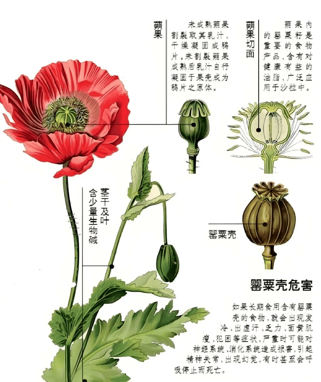 群众私信举报:有人种植罂粟?安排!