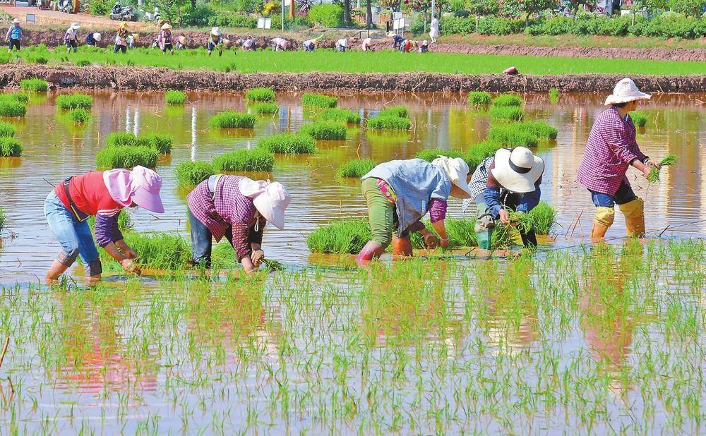 晋宁沙堤村生态水稻开插