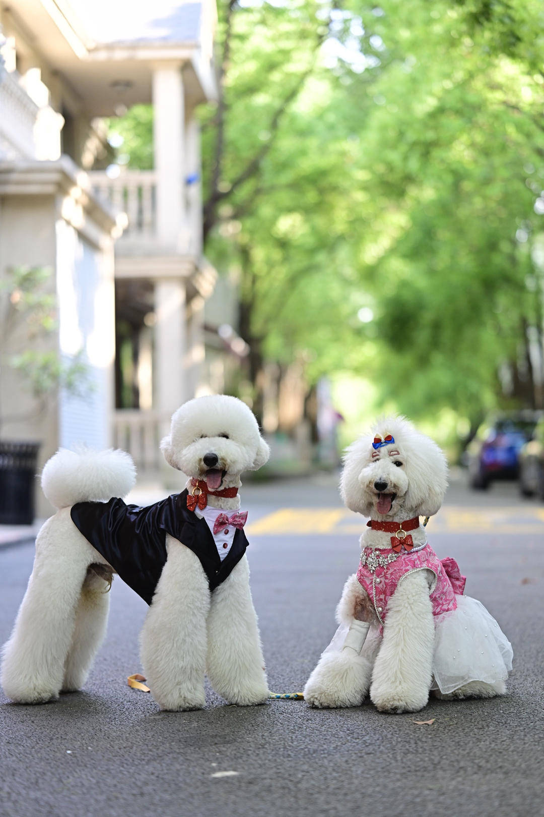 "只是觉得好玩儿,表达对狗狗的一种爱护吧,主人在狗狗结婚后还是各养