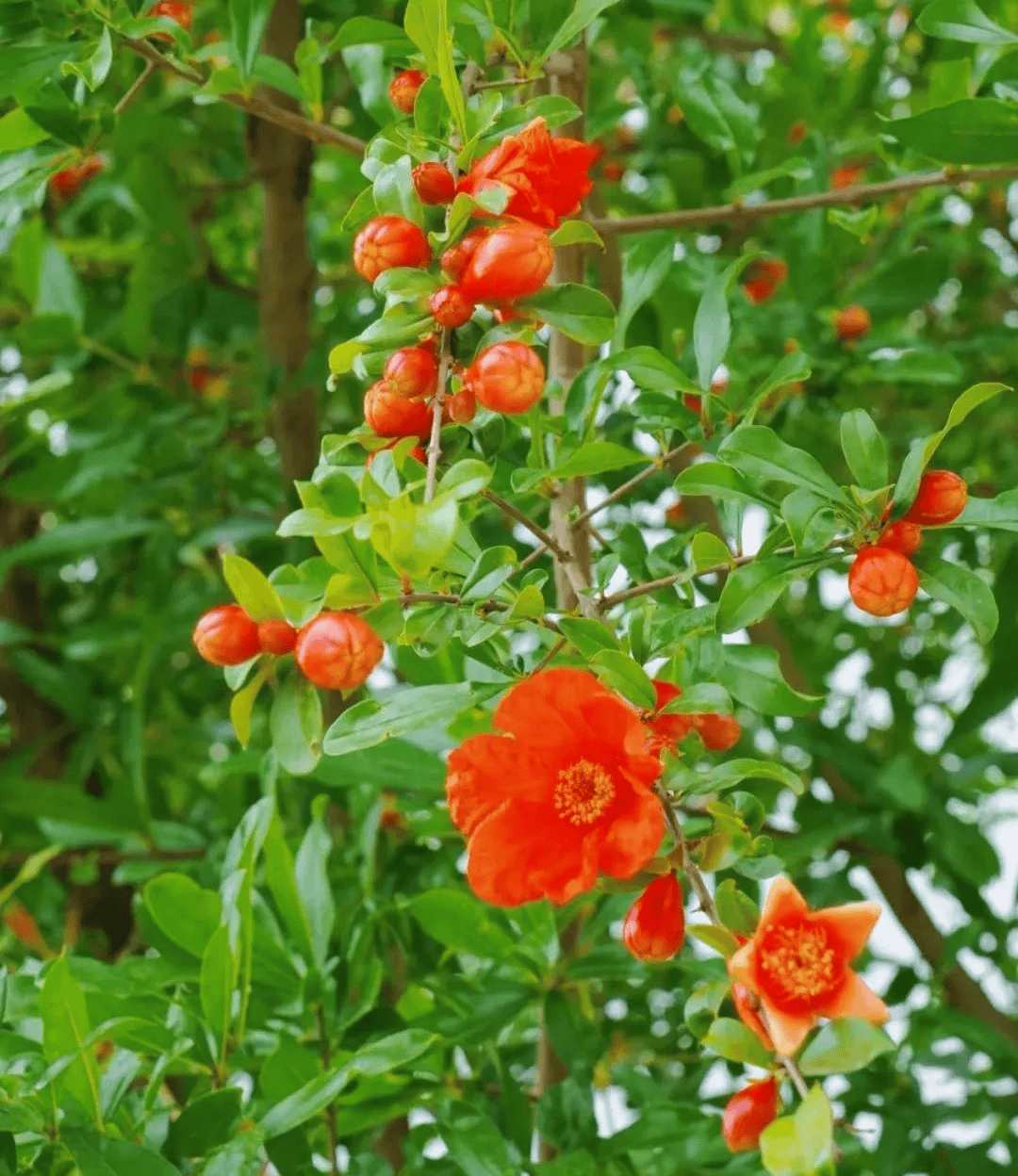 石榴花期从5月持续到7月越热越盛放是真正的"夏日勇士"谁说夏花不如春